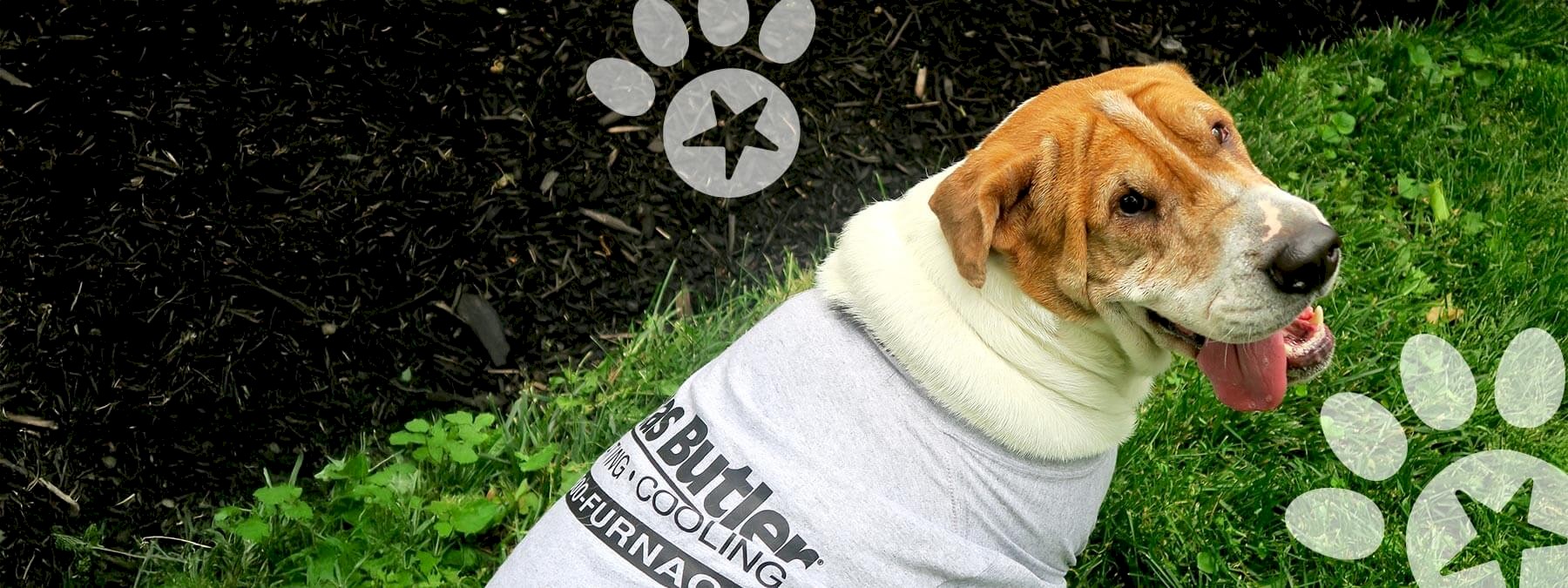 ab_photography_template_promo-weather_barkbash_woody