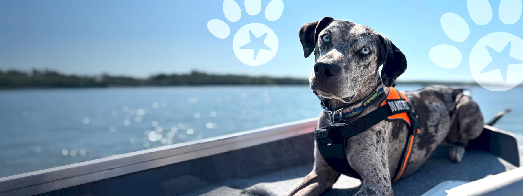 ab_2026_promo-weather_barkbash_leo_2