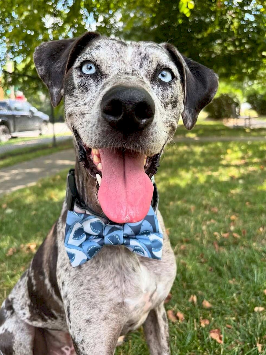 leo_catahoula_leopard