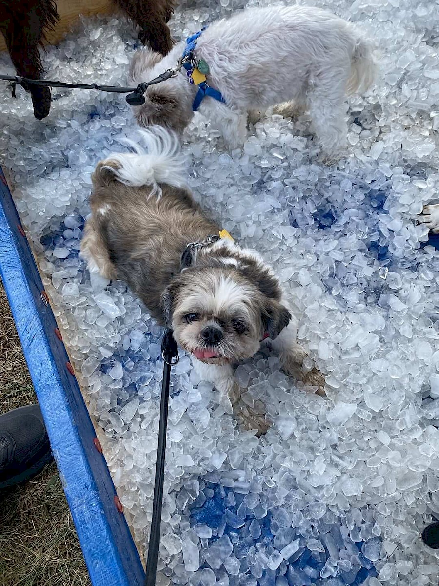 duke_ice_bath