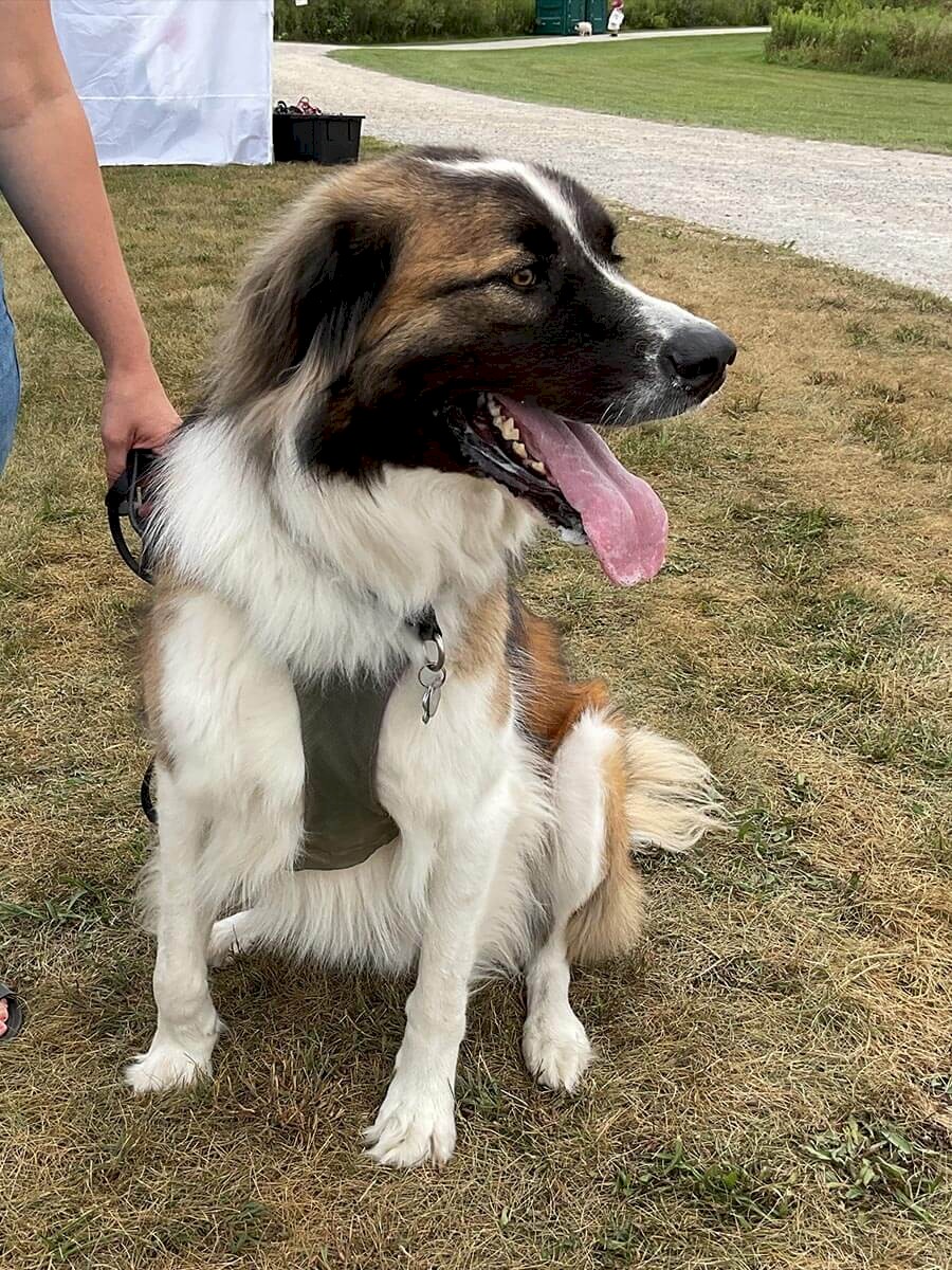 ab-dogs-7-clyde
