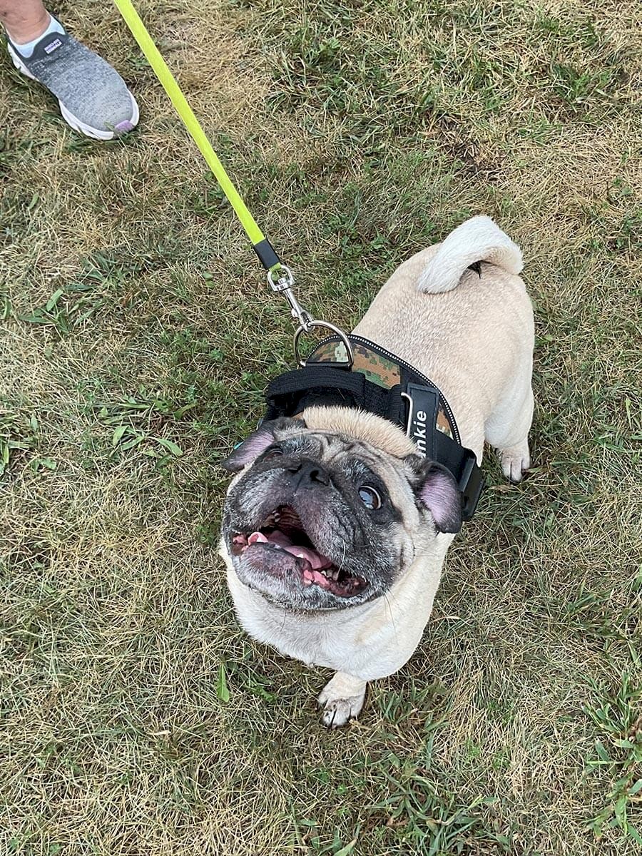 ab-dogs-8-frankie