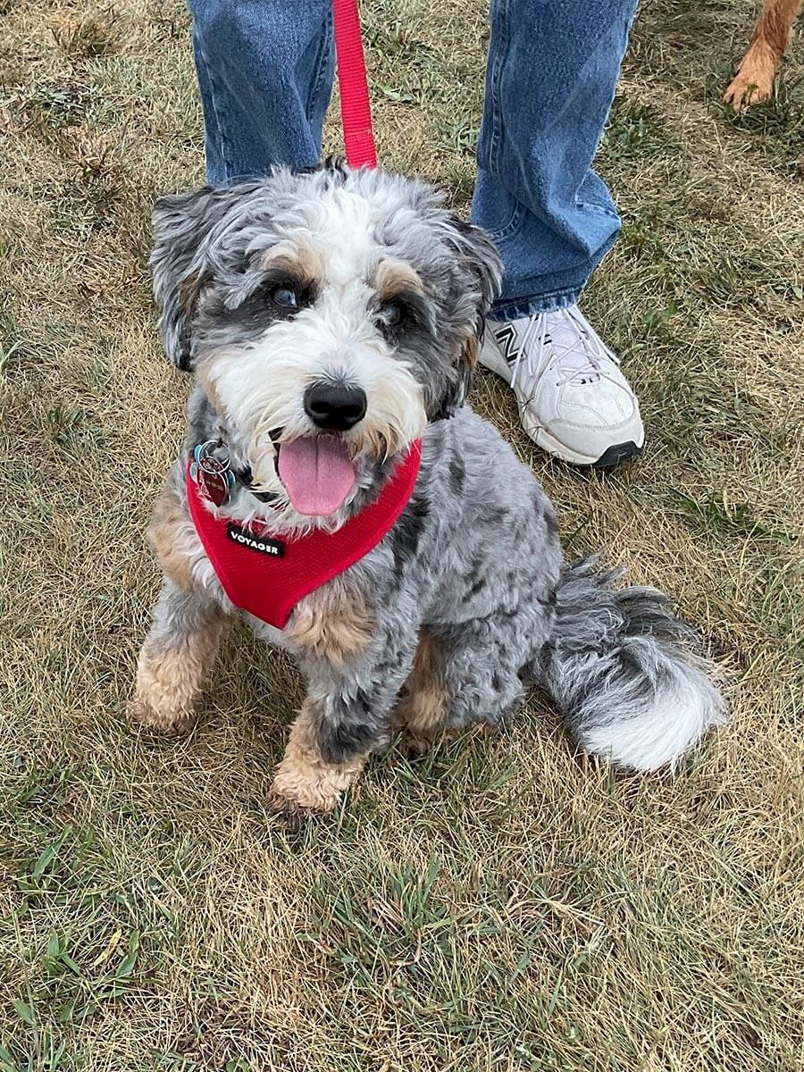 ab-dogs-10-lucy