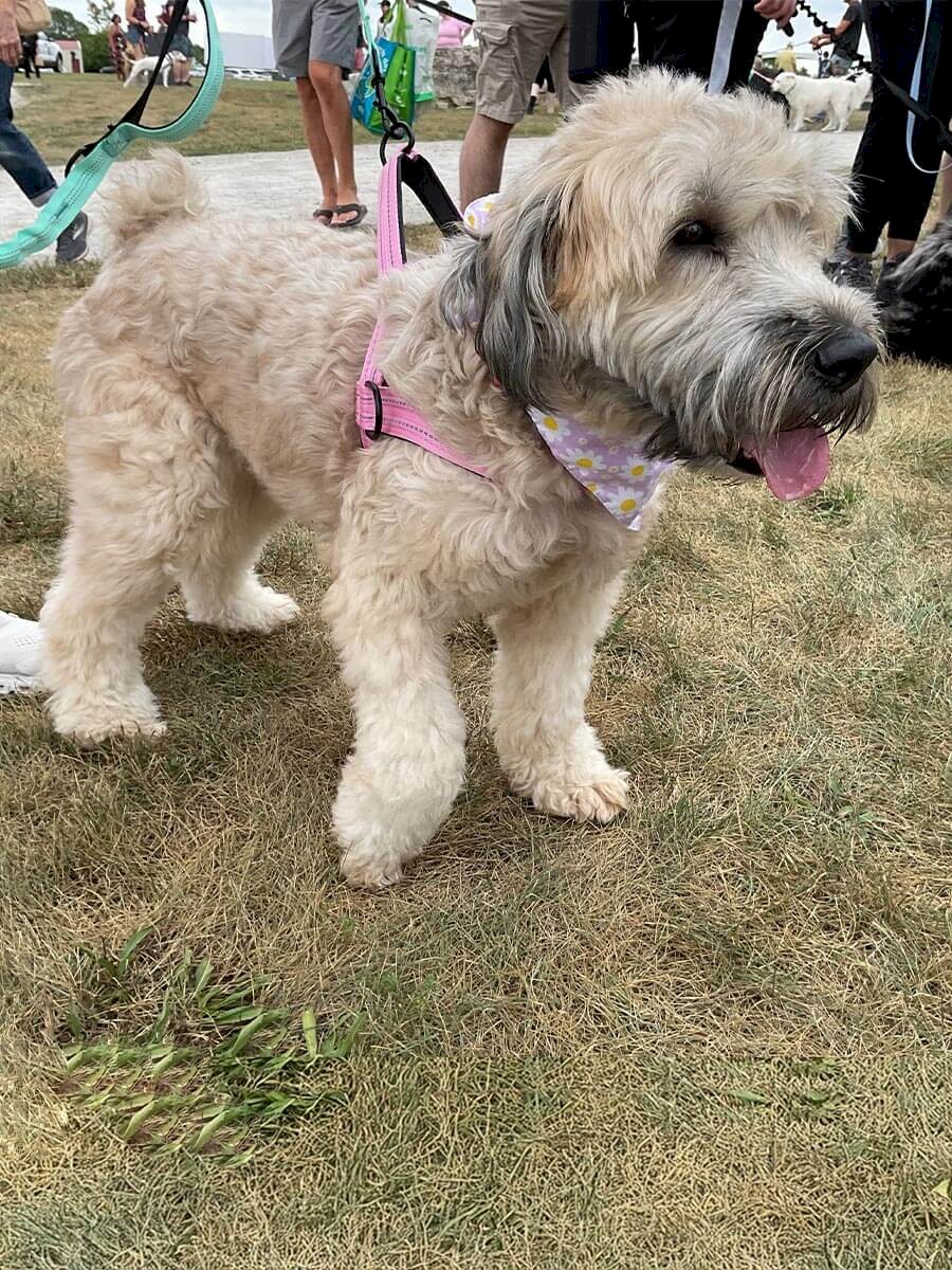 ab-dogs-12-maggie