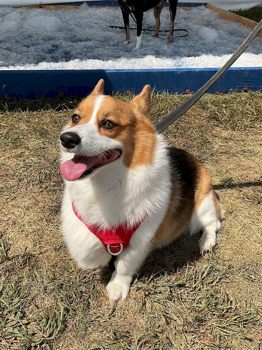 ab-dogs-103-hazel-may