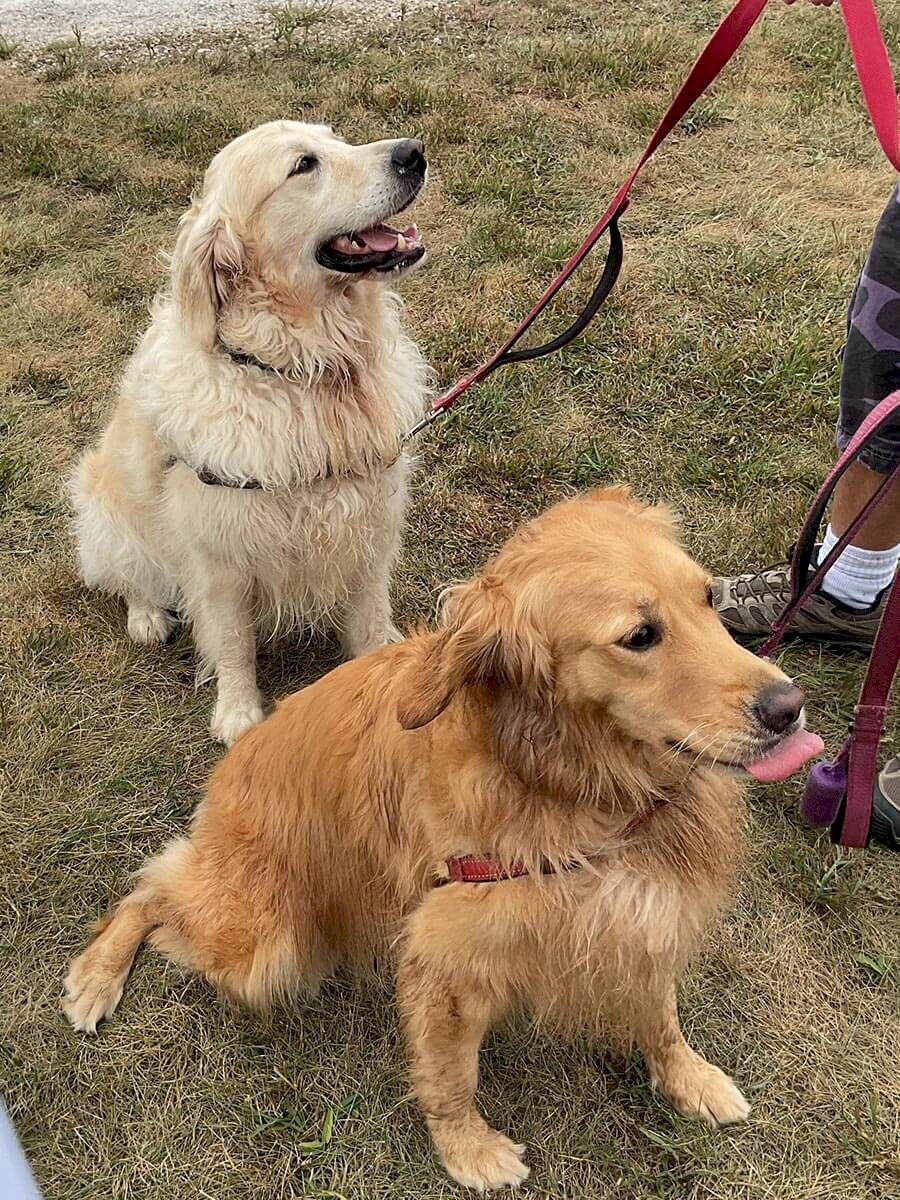 ab-dogs-163-stormy-_-rosie