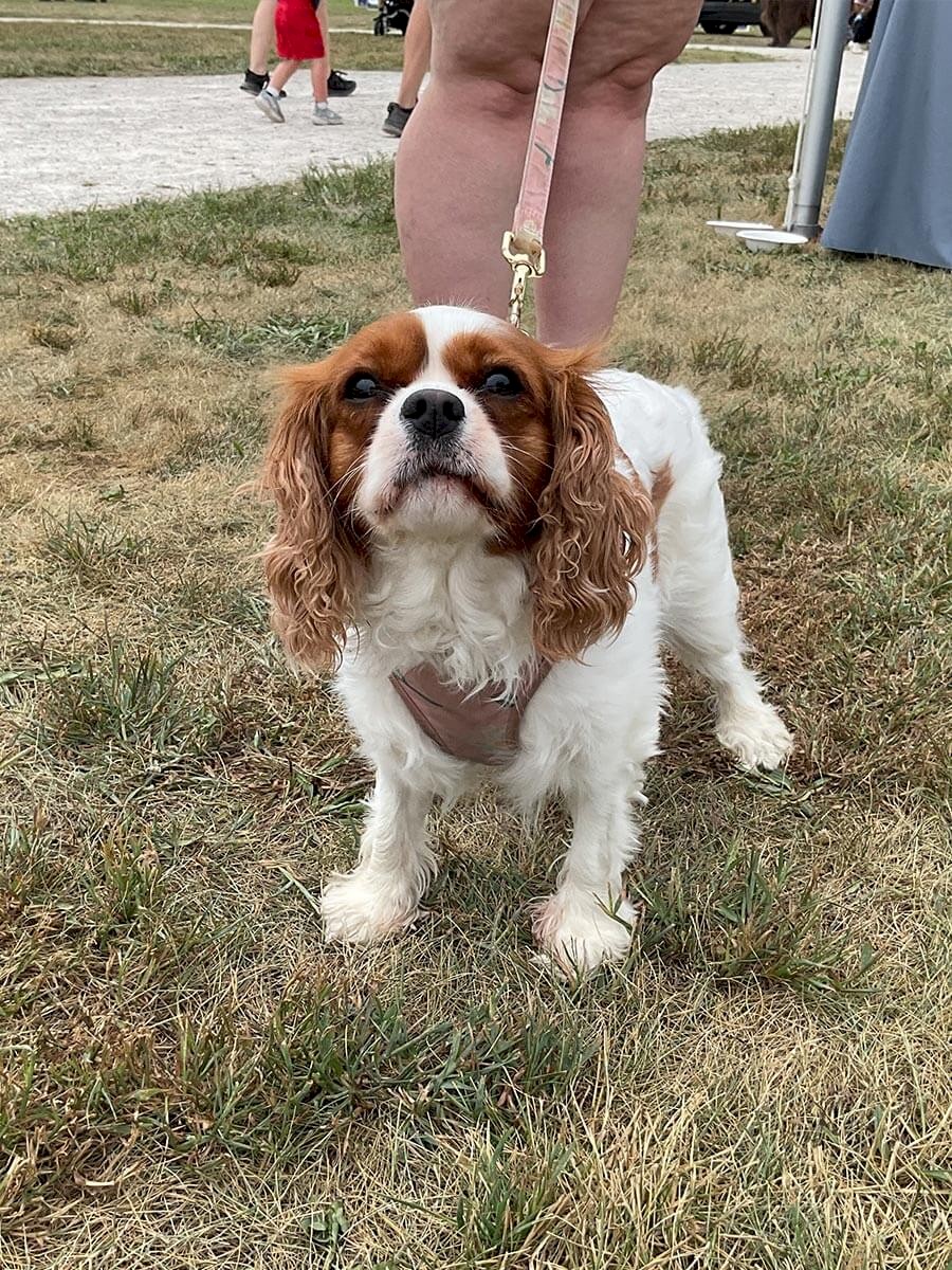ab-dogs-170-daisy