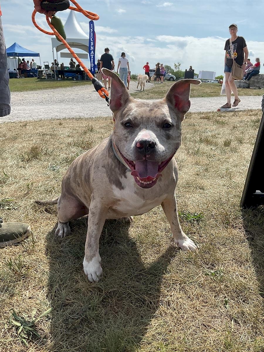 ab-dogs-176-maverick