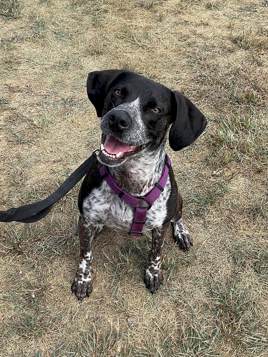 ab-dogs-183-sadie