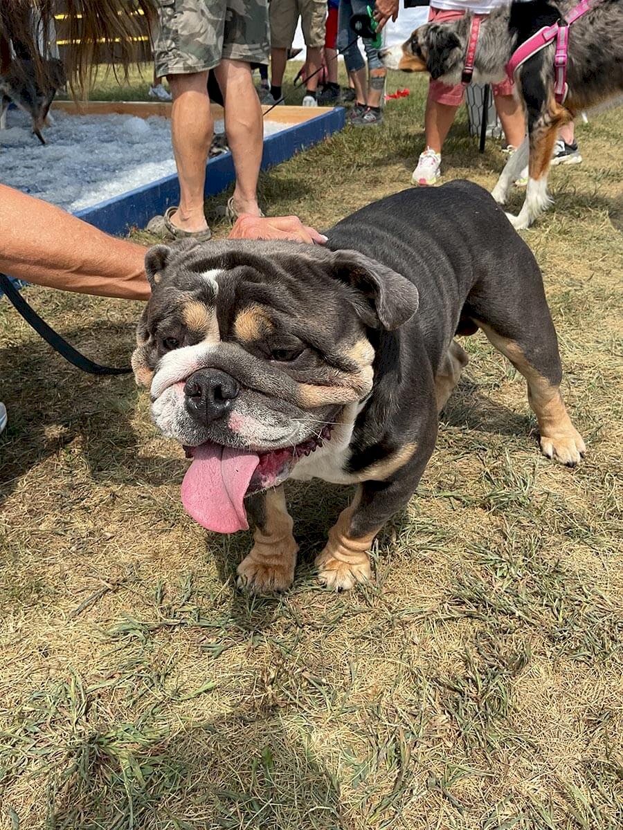 ab-dogs-194-dexter