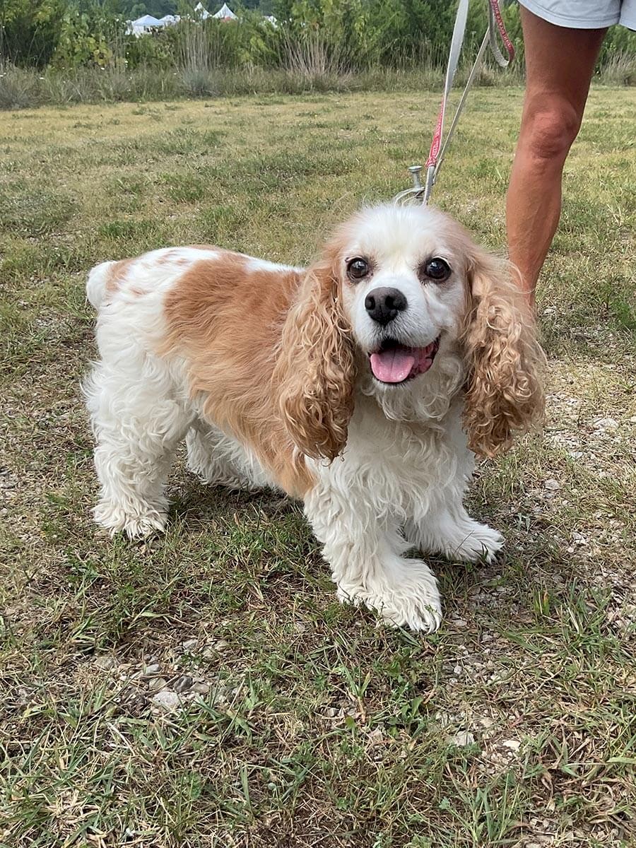 ab-dogs-202-charlie