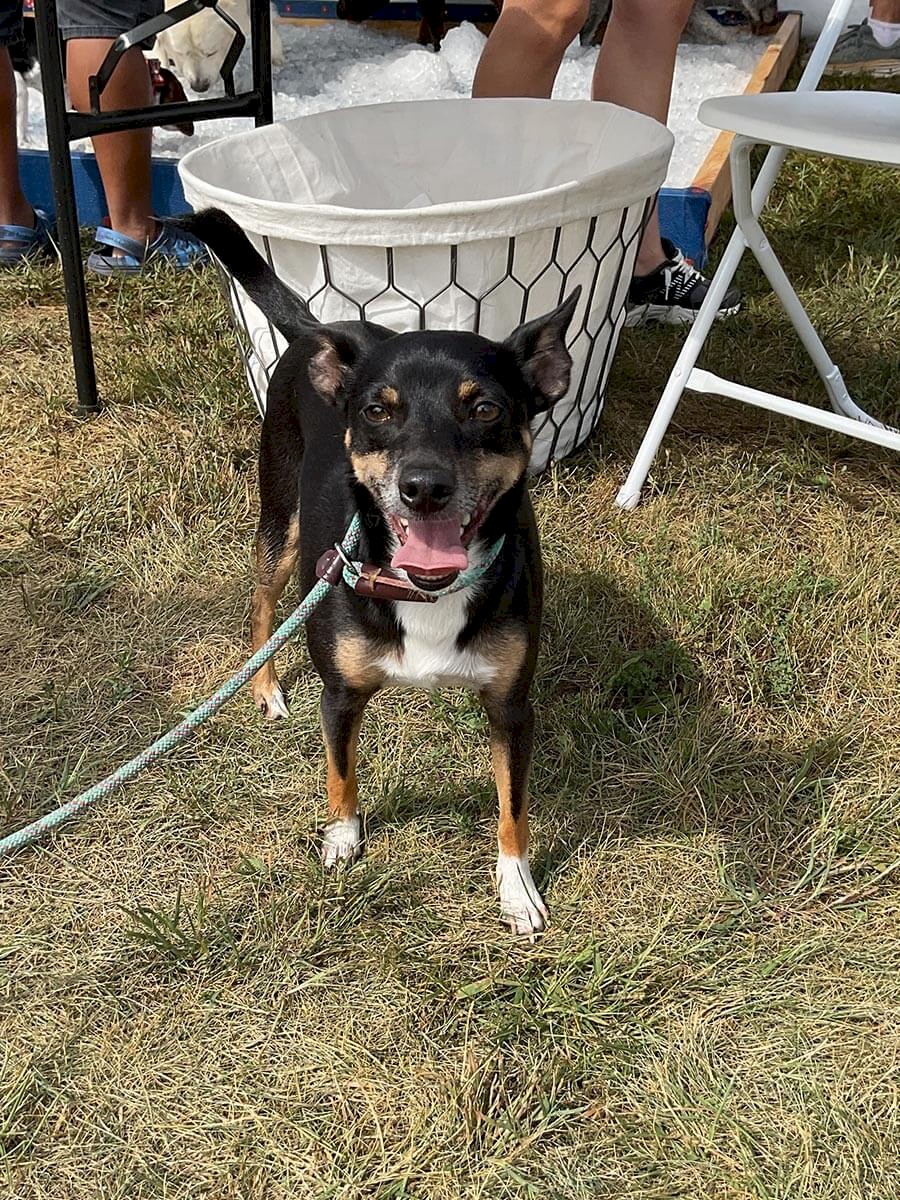 ab-dogs-216-lucy