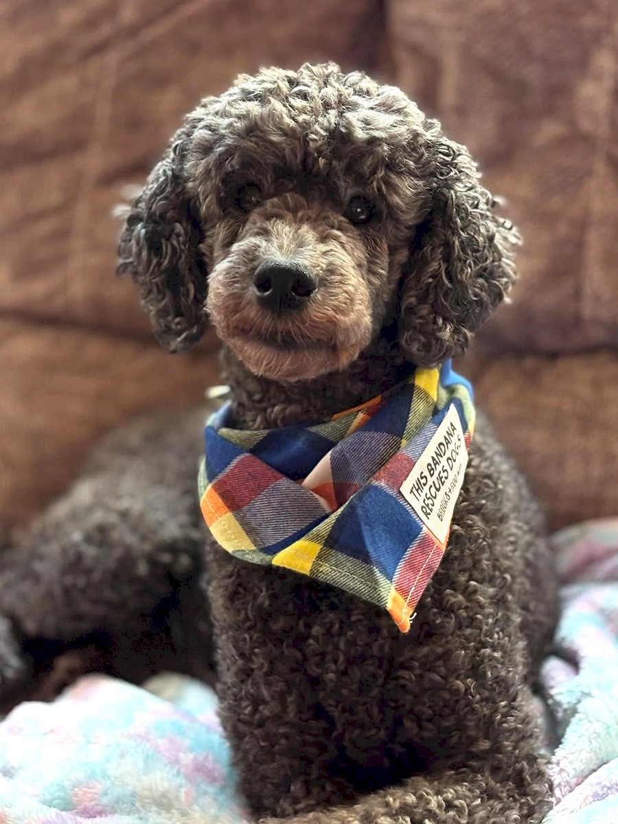 ab-dogs-remy