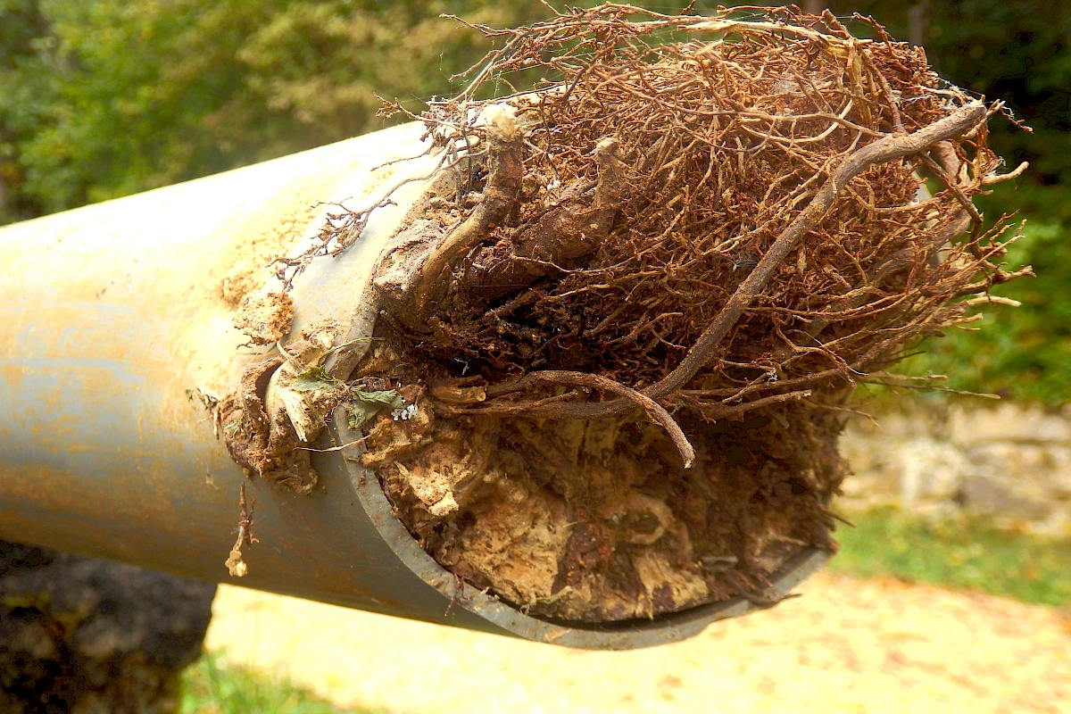 how tree roots can impact your sewer line