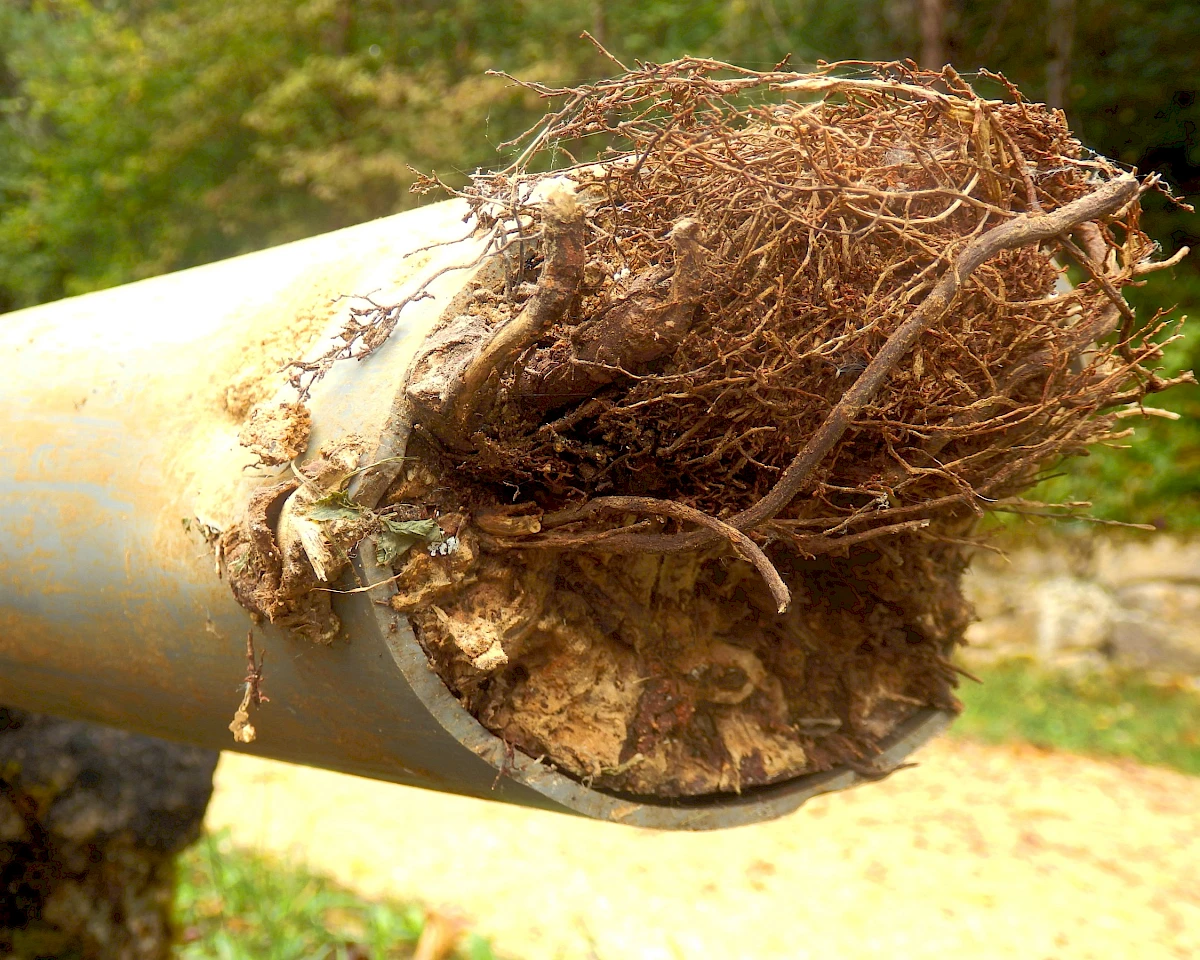 how tree roots can impact your sewer line