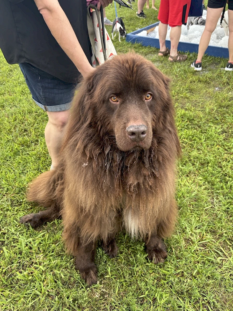 Ludo
