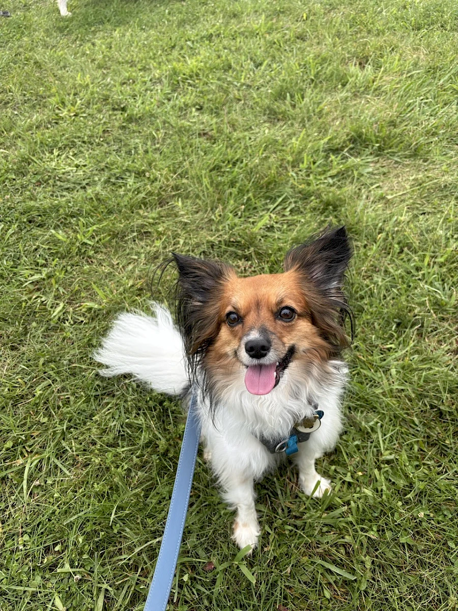 Navi