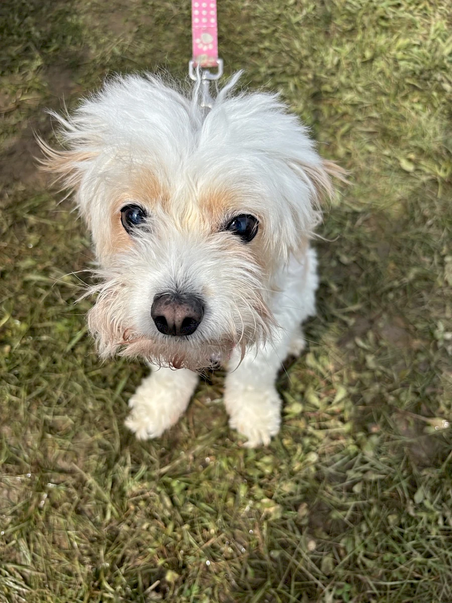 Rosie