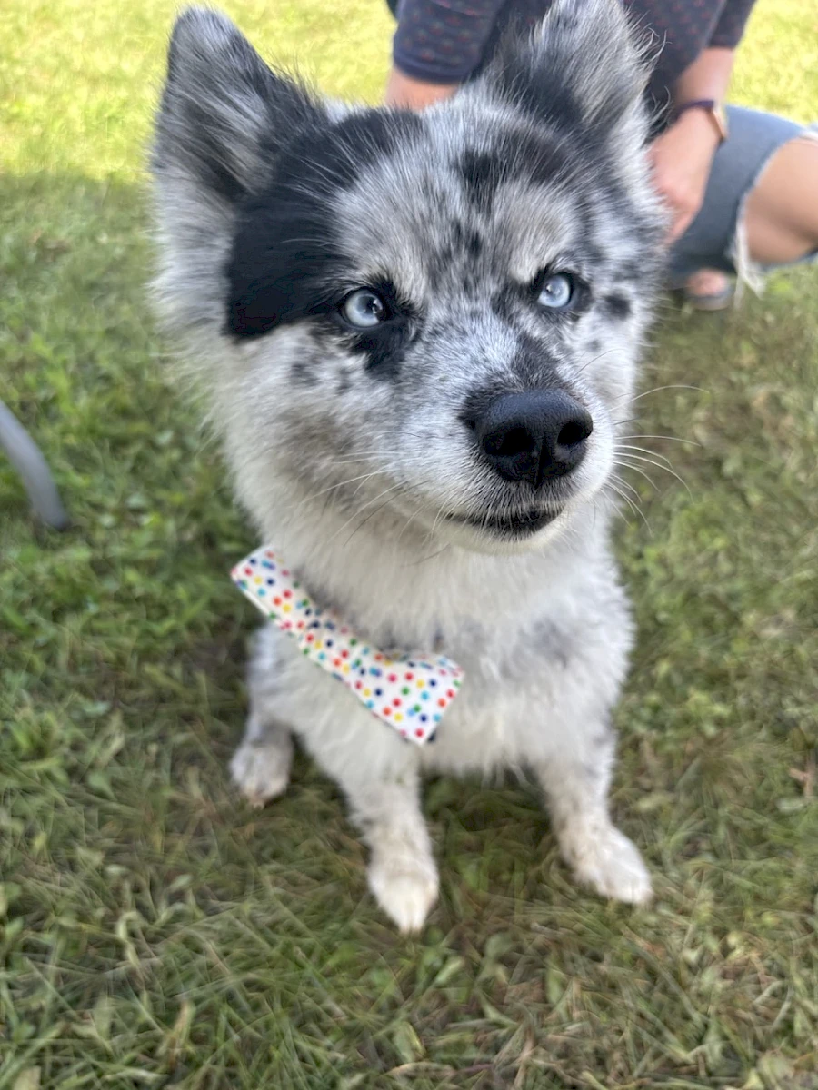Piper