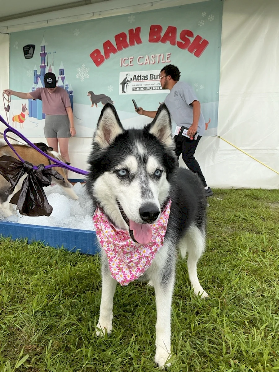 Stella