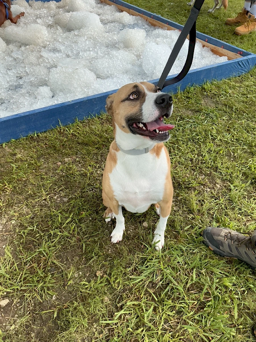 Pippa