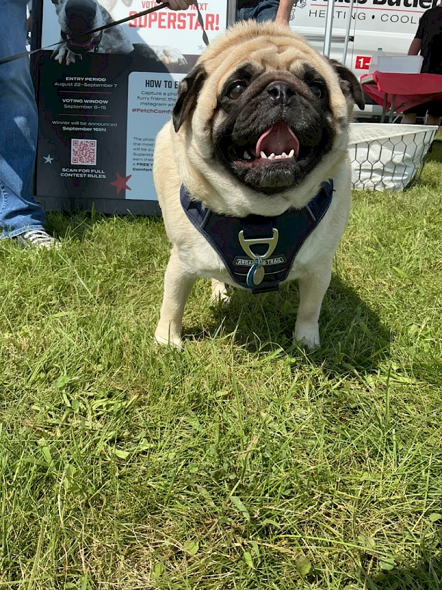 Pugsley