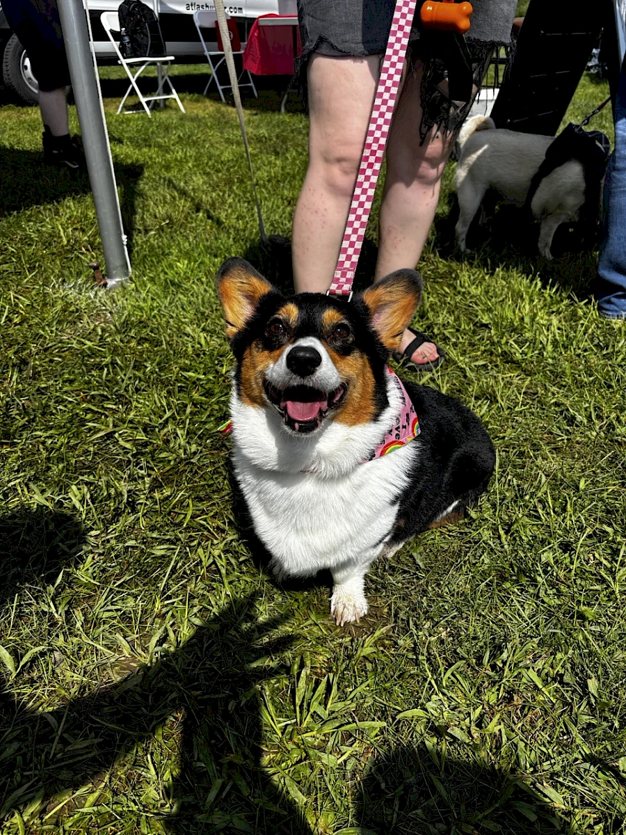 Bibi