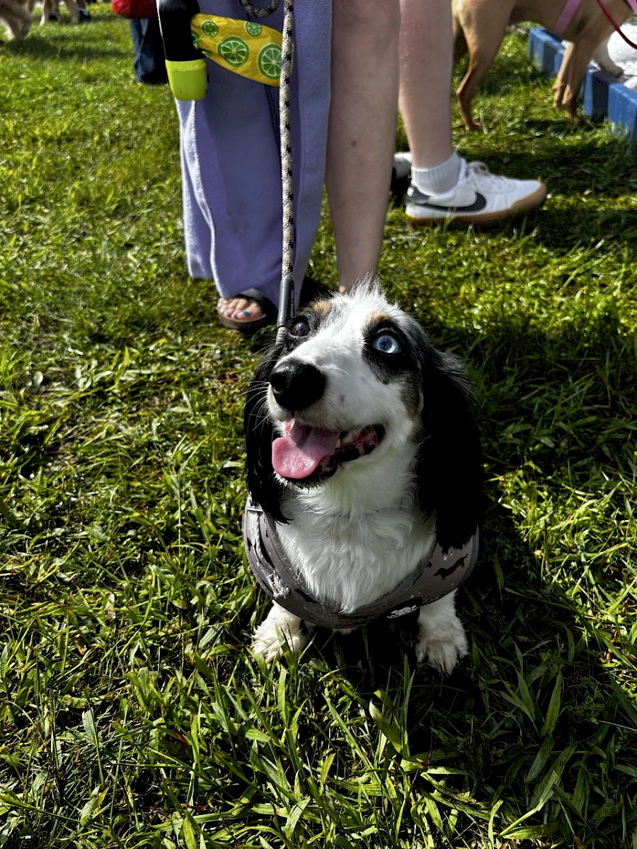 Maisy