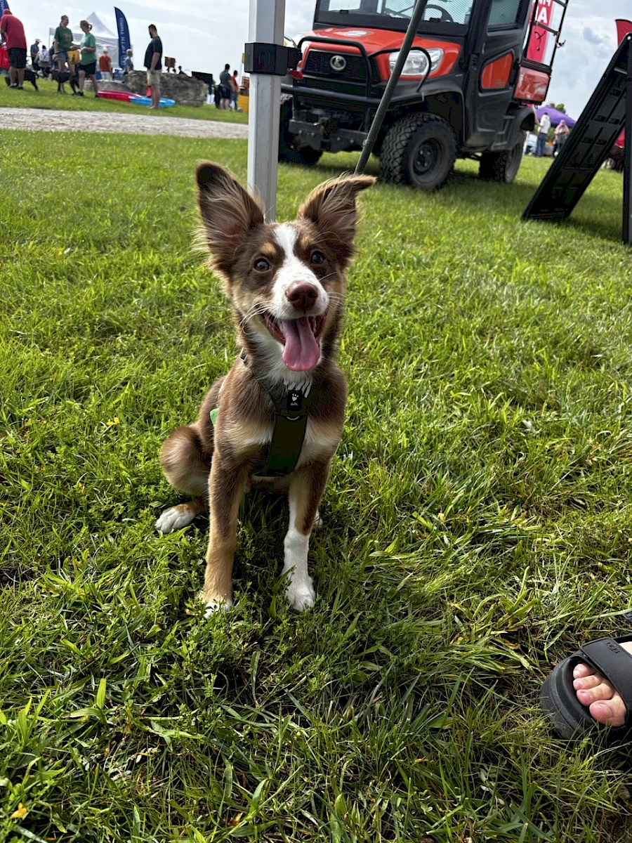 Koda
